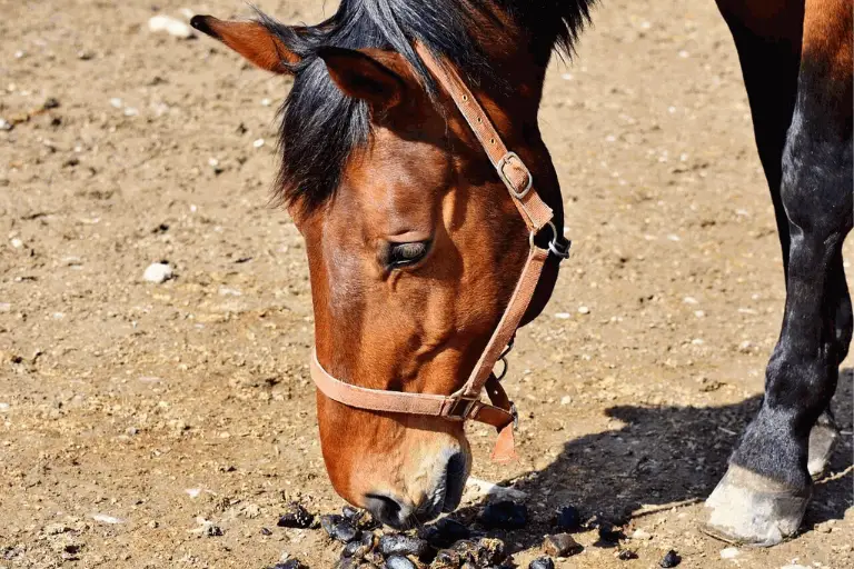 How Do I Get My Horse to Stop Eating Poop