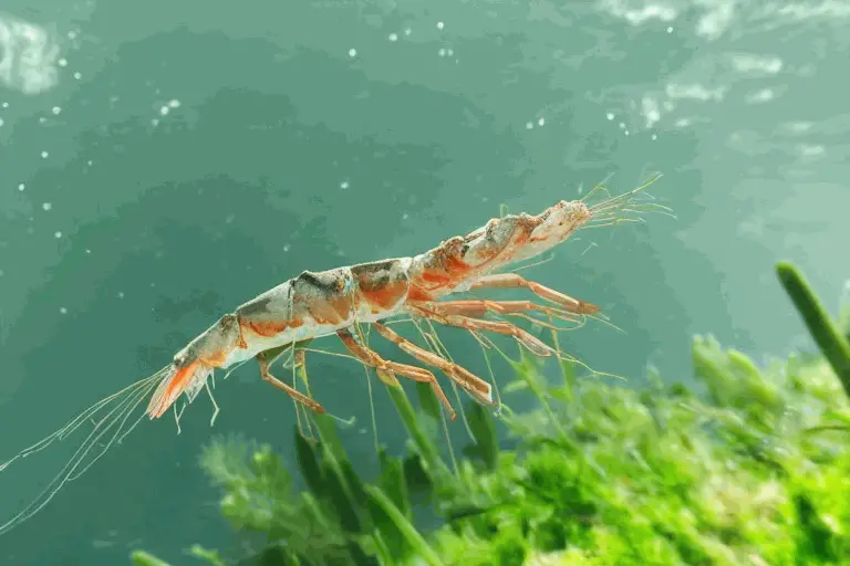 Are Shrimp The Cockroaches Of The Sea