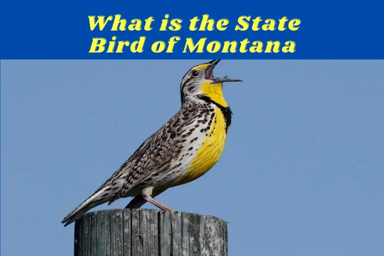 What Is The State Bird Of Montana