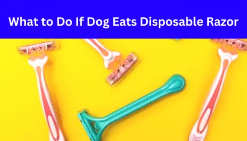 Dog Eats Disposable Razor