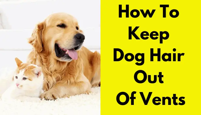 How To Keep Dog Hair Out Of Vents