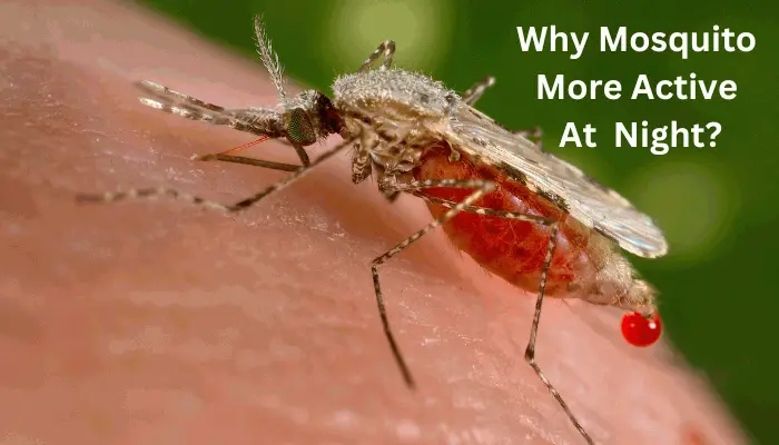 Why Mosquito More Active At Night