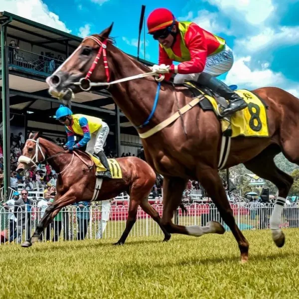Is Horse Racing Popular in South Africa