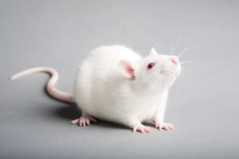 How Long Do Rats Usually Live In Captivity?