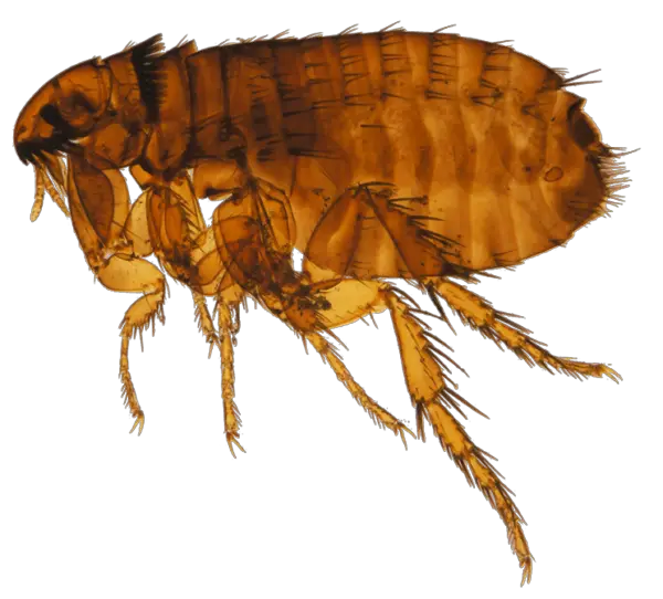 How Do You Get Fleas in Your House Without Pets