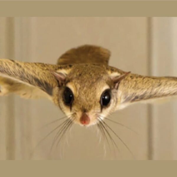 How to Catch a Flying Squirrel