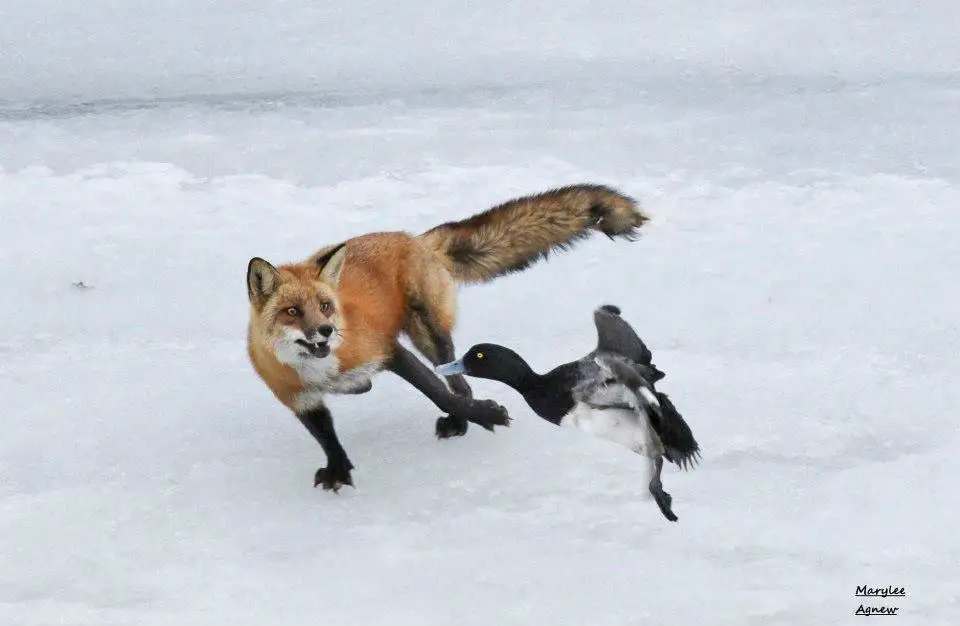 How Do Foxes Protect Themselves from Predators?
