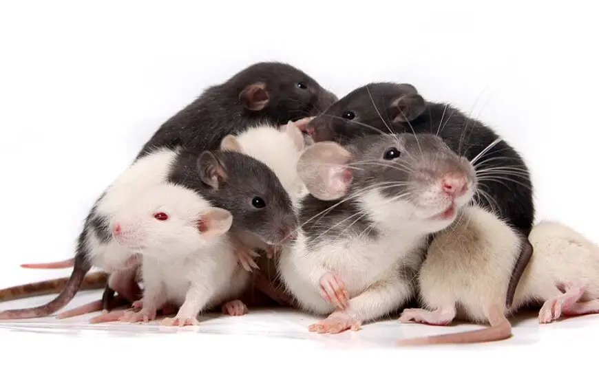 What is the Average Litter Size of a Rat?
