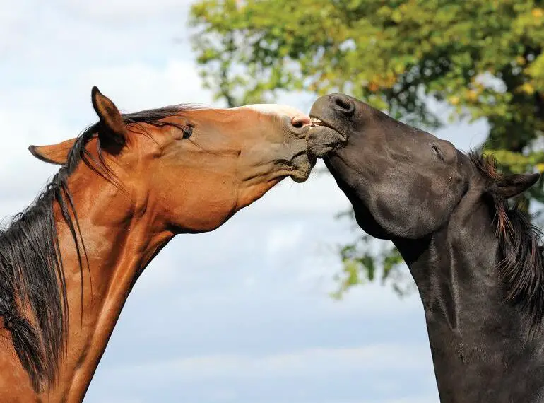How to Stop a Horse from Bullying Other Horses